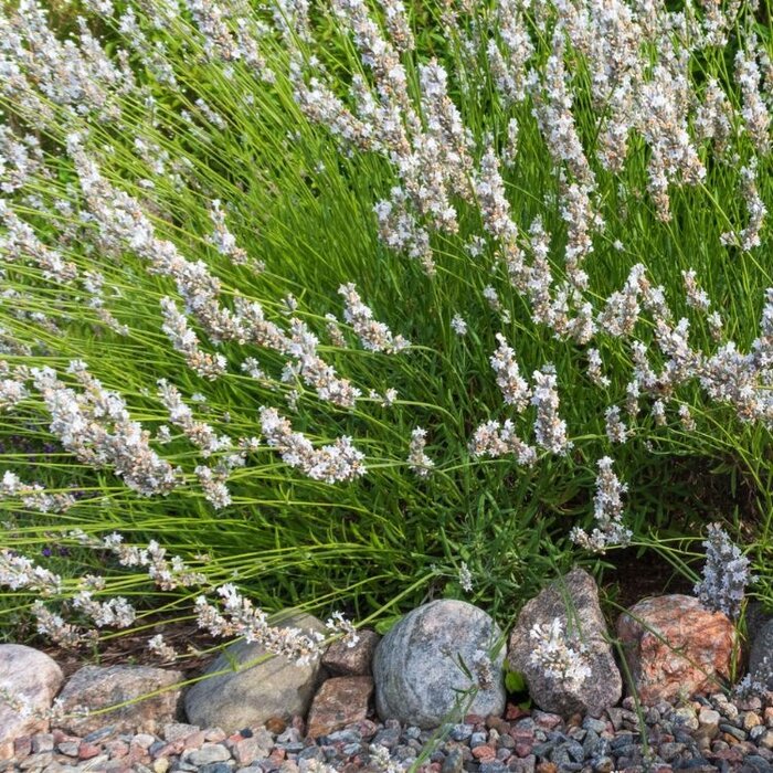 Lavendel - Lavandula angustifolia 'Alba'