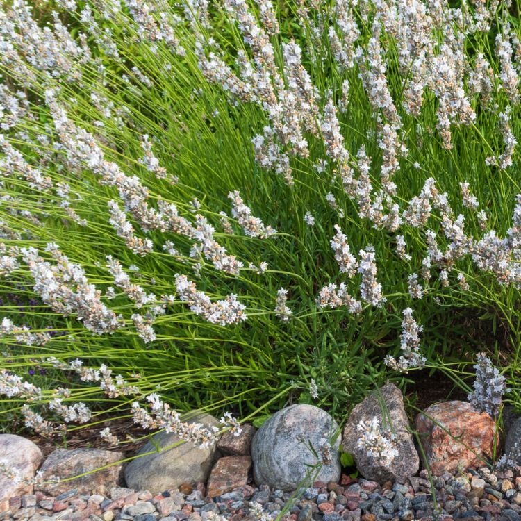 Lavendel - Lavandula angustifolia 'Alba'
