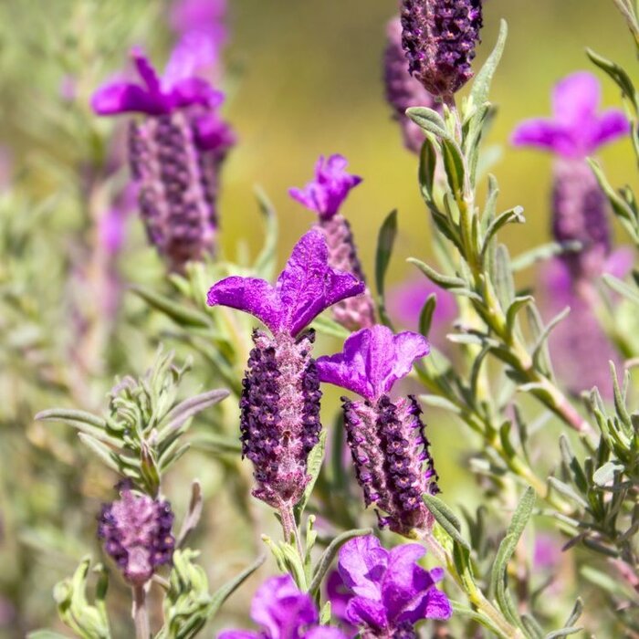 Vinderlavendel - Lavandula stoechas pedunculata