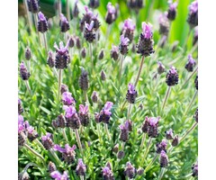 Vinderlavendel - Lavandula stoechas pedunculata