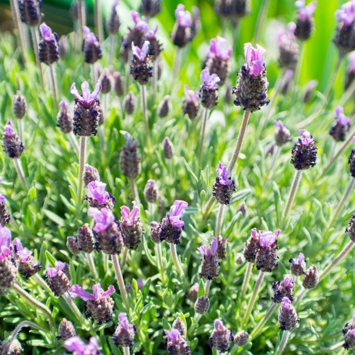 Vinderlavendel - Lavandula stoechas pedunculata