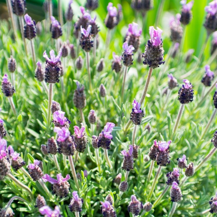 Vinderlavendel - Lavandula stoechas pedunculata