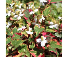 Moerasanemoon - Houttuynia cordata 'Chameleon'