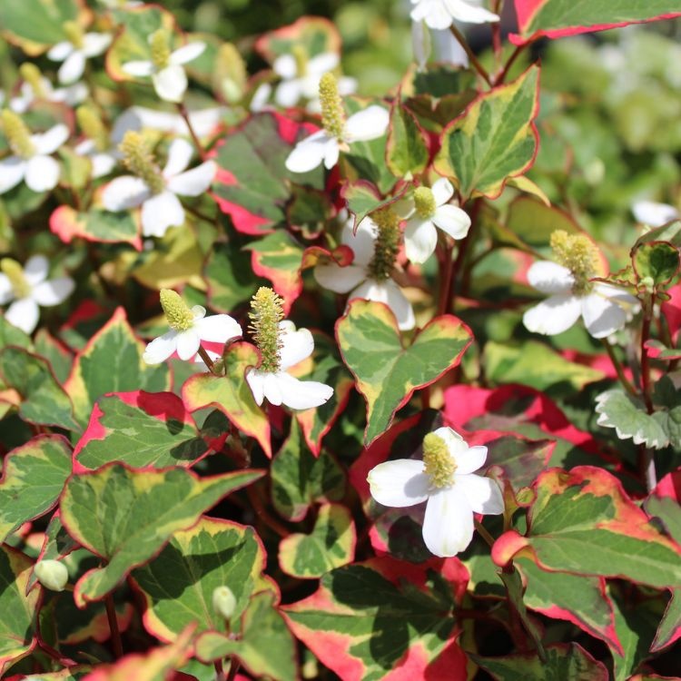 Moerasanemoon - Houttuynia cordata 'Chameleon'