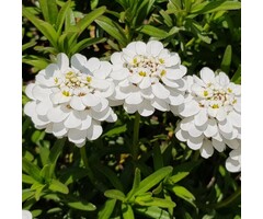 Scheefkelk - Iberis sempervirens 'Appen-Etz'