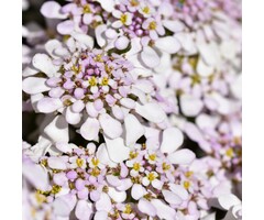 Scheefkelk - Iberis sempervirens 'Pink Ice'