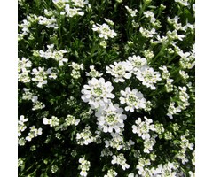 Scheefkelk - Iberis sempervirens 'Snowflake'
