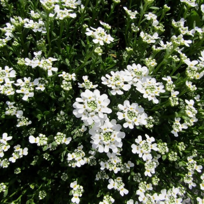 Scheefkelk - Iberis sempervirens 'Snowflake'