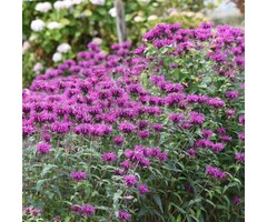 Bergamotplant - Monarda 'Grape Gumball'