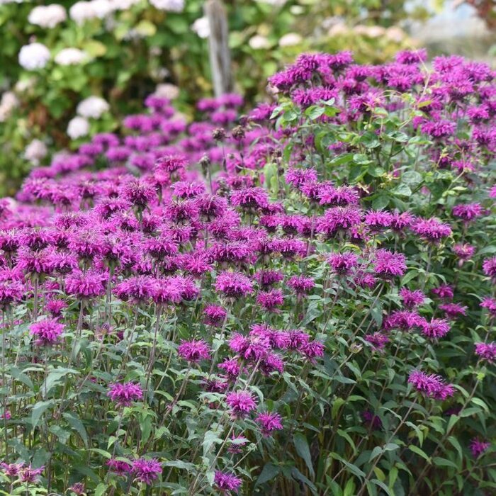 Bergamotplant - Monarda 'Grape Gumball'
