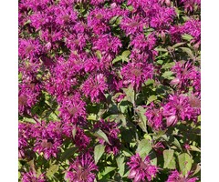 Bergamotplant - Monarda 'Dancing Bird'