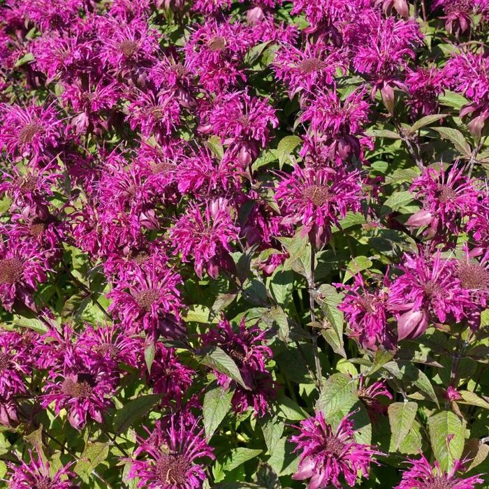 Bergamotplant - Monarda 'Dancing Bird'