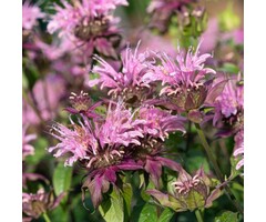 Bergamotplant - Monarda 'Beauty of Cobham'