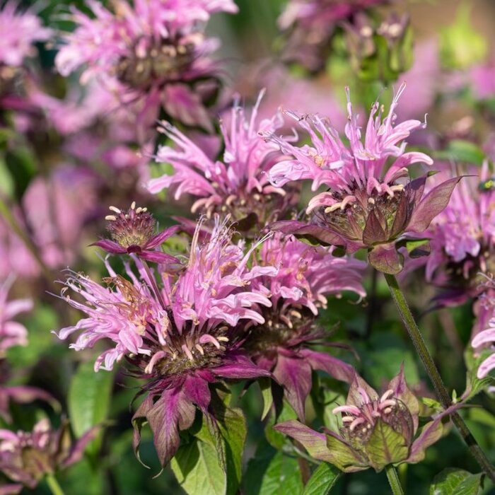 Bergamotplant - Monarda 'Beauty of Cobham'