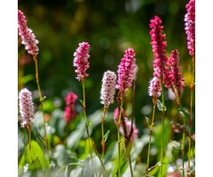 Duizendknoop - Persicaria affinis