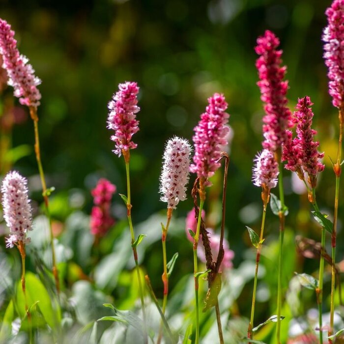Duizendknoop - Persicaria affinis