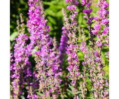 Grote kattenstaart - Lythrum salicaria 'Swirl'