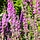 Grote kattenstaart - Lythrum salicaria 'Swirl'