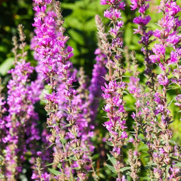 Grote kattenstaart - Lythrum salicaria 'Swirl'