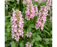 Grote kattenstaart - Lythrum salicaria 'Blush'