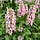 Grote kattenstaart - Lythrum salicaria 'Blush'