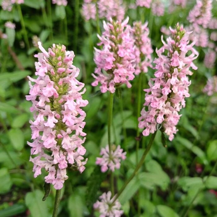 Grote kattenstaart - Lythrum salicaria 'Blush'