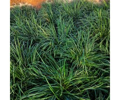 Japans slangengras - Ophiopogon japonicus