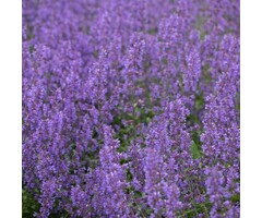 Kattenkruid - Nepeta 'Senior'