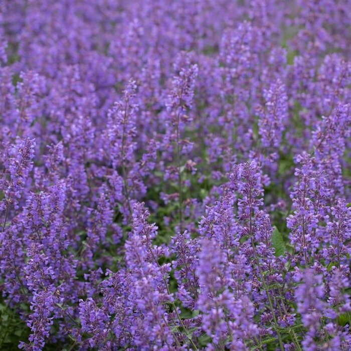 Kattenkruid - Nepeta 'Senior'