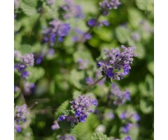Kattenkruid - Nepeta racemosa 'Grog'