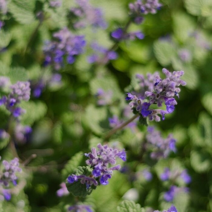 Kattenkruid - Nepeta racemosa 'Grog'