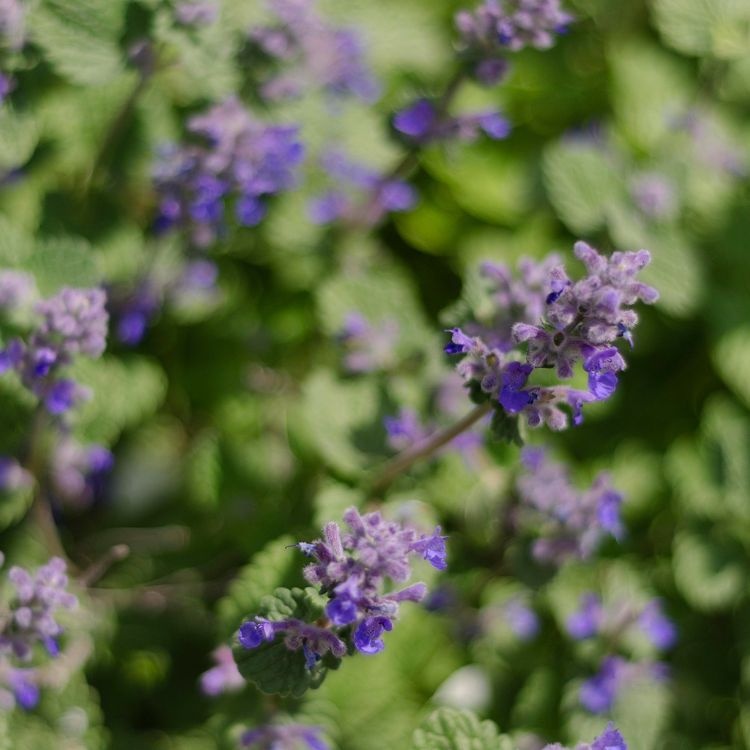 Kattenkruid - Nepeta racemosa 'Grog'