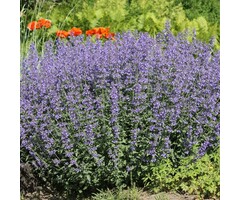 Kattenkruid - Nepeta grandiflora 'Summer Magic'