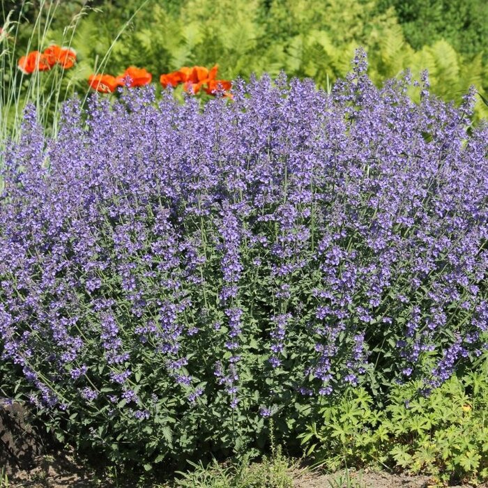 Kattenkruid - Nepeta grandiflora 'Magic Summer'