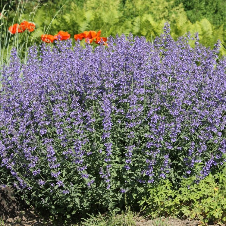 Kattenkruid - Nepeta grandiflora 'Summer Magic'