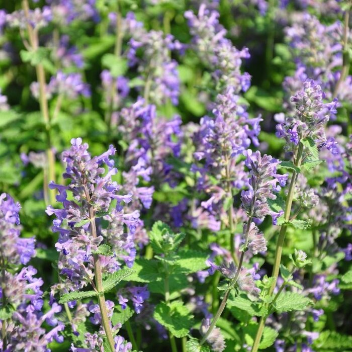 Kattenkruid - Nepeta faassenii Junior Walker