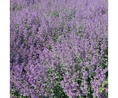 Kattenkruid - Nepeta faassenii 'Grol'