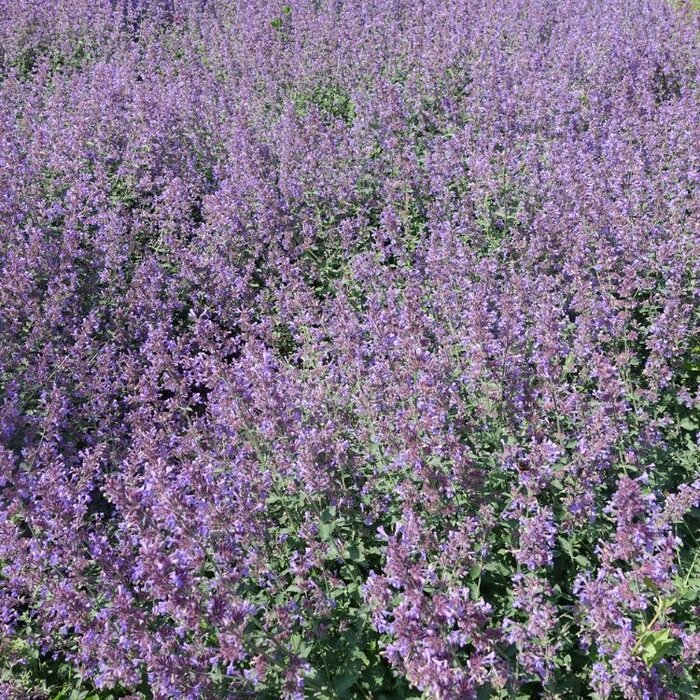 Kattenkruid - Nepeta faassenii 'Grol'