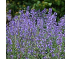 Kattenkruid - Nepeta 'Dropmore'