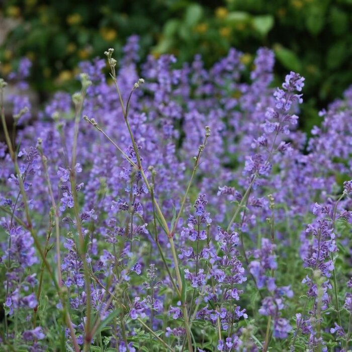 Kattenkruid - Nepeta 'Dropmore'