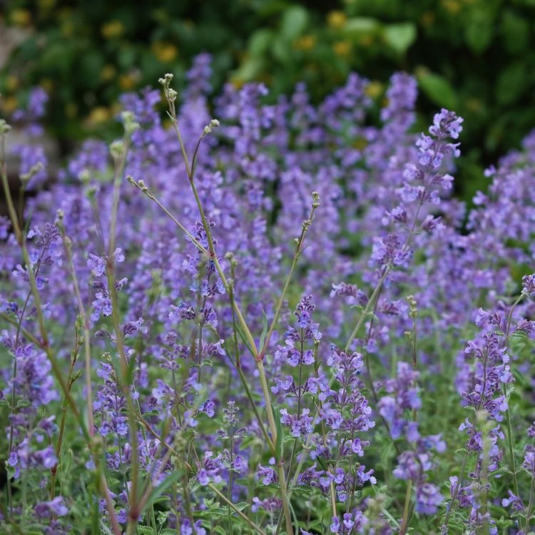Kattenkruid - Nepeta 'Dropmore'
