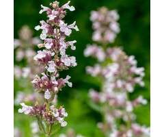 Kattenkruid - Nepeta 'Dawn to Dusk'