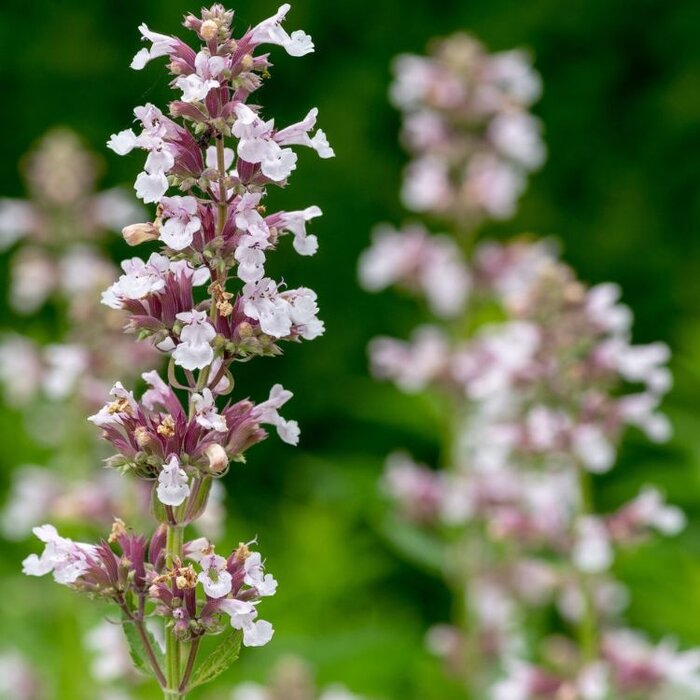 Kattenkruid - Nepeta 'Dawn to Dusk'