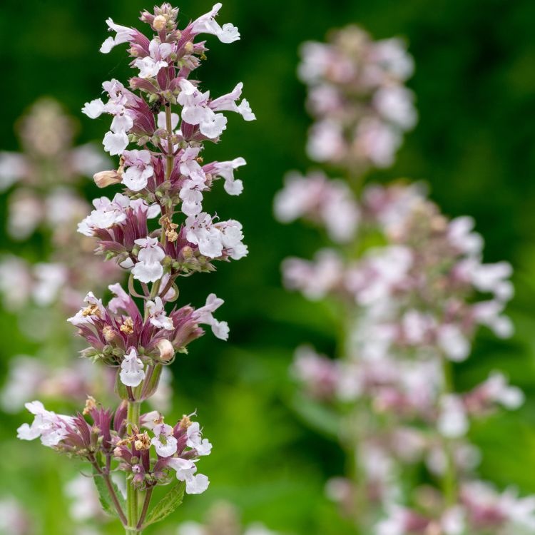 Kattenkruid - Nepeta 'Dawn to Dusk'