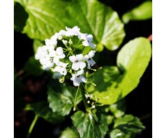 Kaukasische look - Pachyphragma macrophyllum