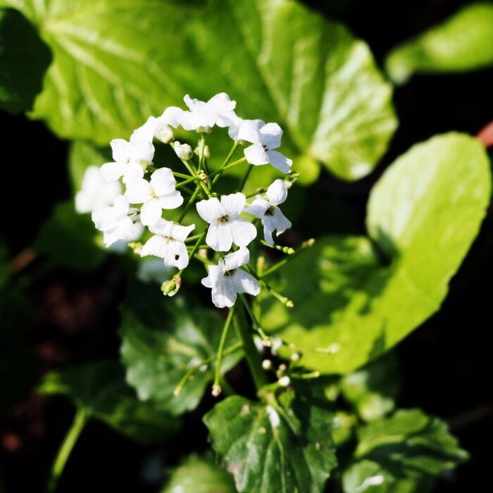 Kaukasische look - Pachyphragma macrophyllum