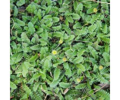 Koperknoopje - Leptinella potentillina