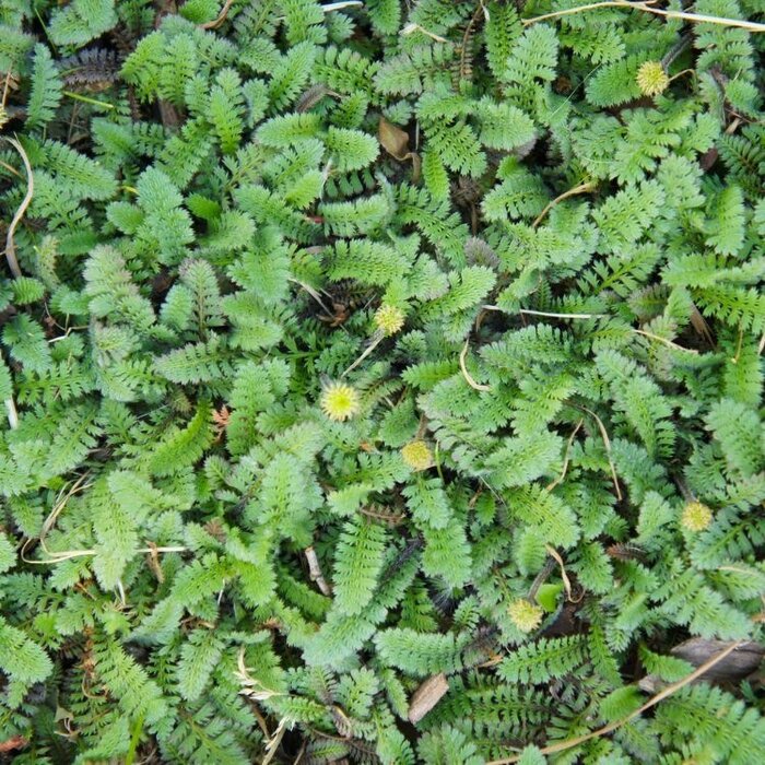 Koperknoopje - Leptinella potentillina