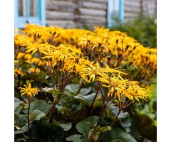Kruiskruid - Ligularia dentata 'Othello'