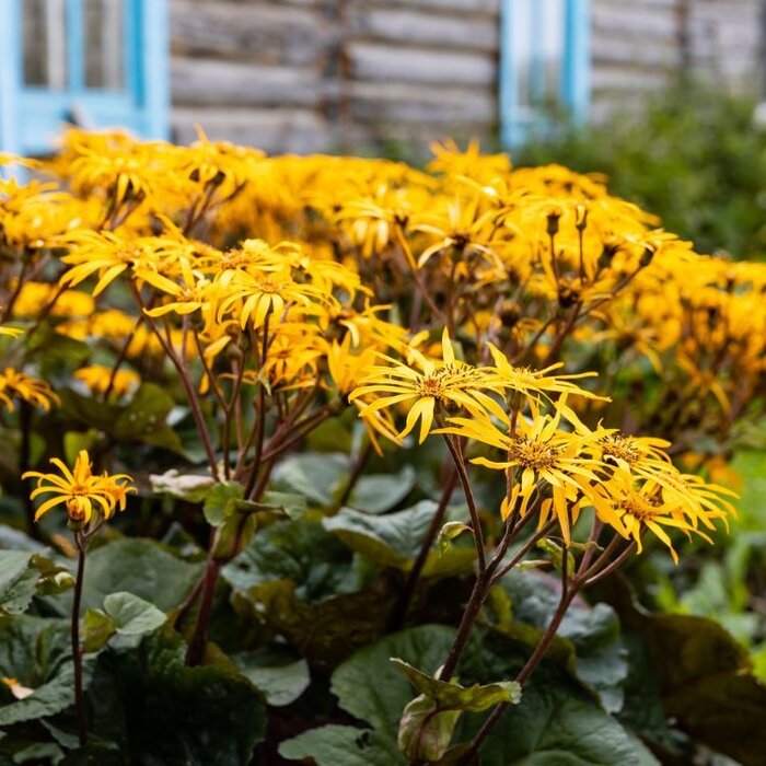 Kruiskruid - Ligularia dentata 'Othello'